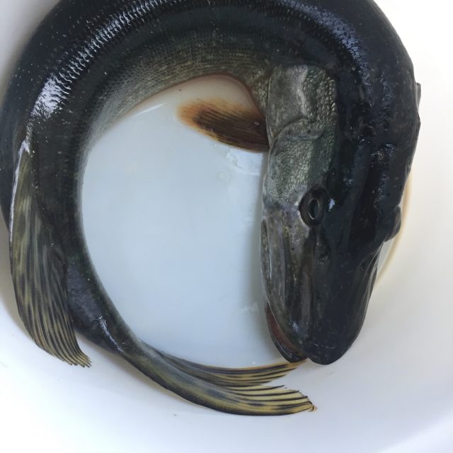Black Fish(ing)
