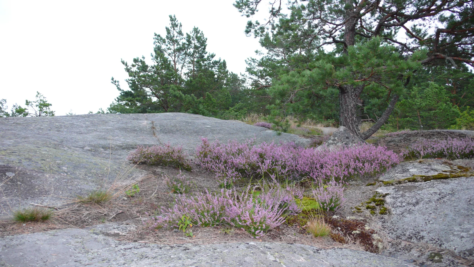 Trip Sweden August 2007